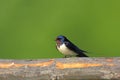 Poland, Biebrzanski National Park Ã¢â¬â closeup of a Barn swallow bird Ã¢â¬â latin: Hirundo rustica